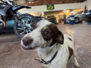 mecanica-foz-do-iguacu-mecanico-em-foz-turbo-oficina-revisao-carros-funilaria-chapeacao-lanternagem (17)